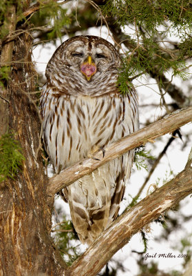 Barred Owl Yawning...