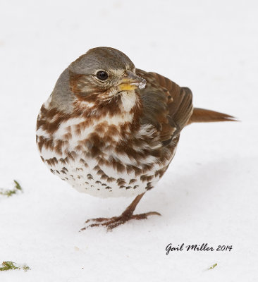 Fox Sparrow Keeping the other foot warm! 