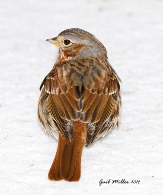 Fox Sparrow