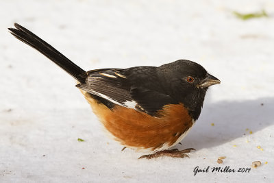 Eastern Towhee, male