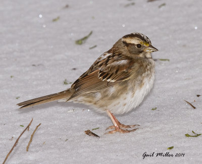 White-throated Sparrow with some leucistic feathering. 
