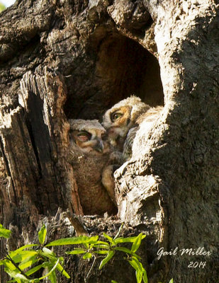 This is the closest I have gotten to a photo of both owlets, as one is pretty shy.  They were preening each other inside the tree cavity. 