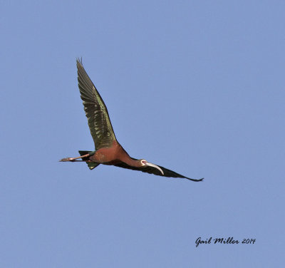 White-faced Ibis