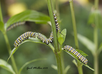 Monarch caterpillars.  I saw very few Monarchs last year, I feel better this year.  So far, I've seen at least 25 caterpillars on the milkweed, which they devour in a hurry!!!