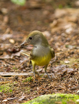 Great Crested Flycatcher ... they are building their nest in a Martin house.  