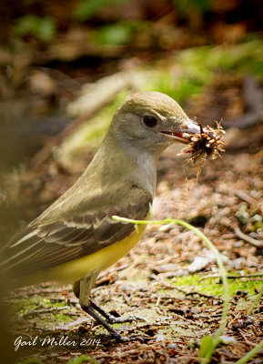 Great Crested Flycatcher ... they are building their nest in a Martin house. 
