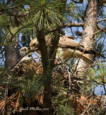 Red-tailed Hawk nest, Museum Road (Faulkner County) on CHDC campus. 