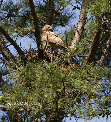 Red-tailed Hawk nest, Museum Road (Faulkner County) on CHDC campus. 