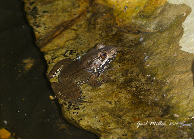 Bronze Frog ... I think :-) 