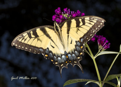 Eastern Tiger Swallowtail, female