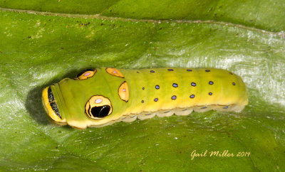 Spice Bush Butterfly Caterpillar 