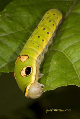 Spice Bush Butterfly Caterpillar 