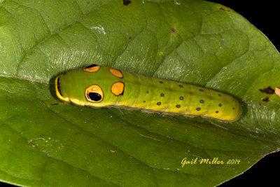 Spice Bush Butterfly Caterpillar 