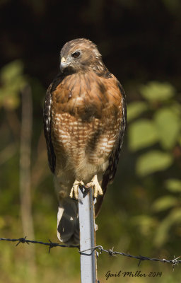 Red-shouldered Hawk near Lake Conway