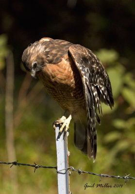 Red-shouldered Hawk near Lake Conway