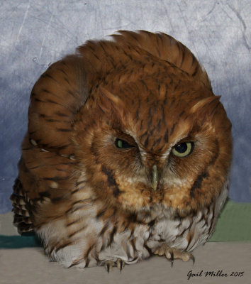 Eastern Screech Owl, collided with a vehicle. 