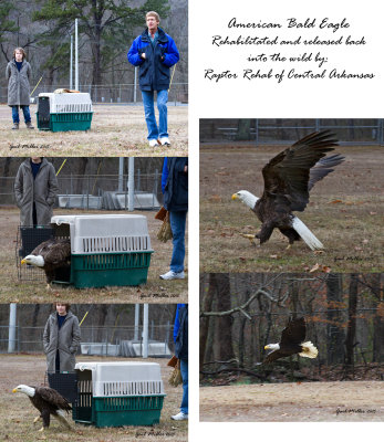Photo of Rodney Paul, from Raptor Rehab of Central Arkansas, and one of his assistants.  Rodney is one of the few rehabilitators who has the credentials for rehabilitating Bald Eagles. The eagle, believed to be close to 10 years old, was thought to have encountered power lines. 
