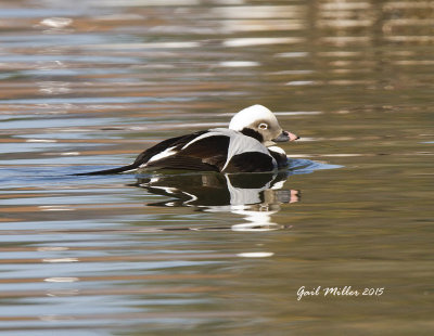 Long-tailed Duck Lake Conway