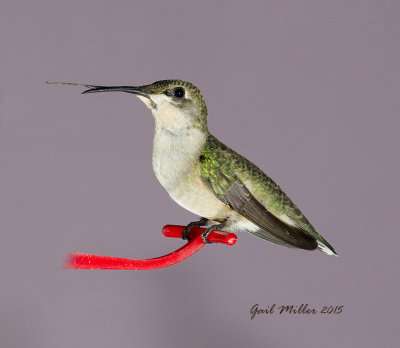This hummingbird's tongue is always sticking out.  