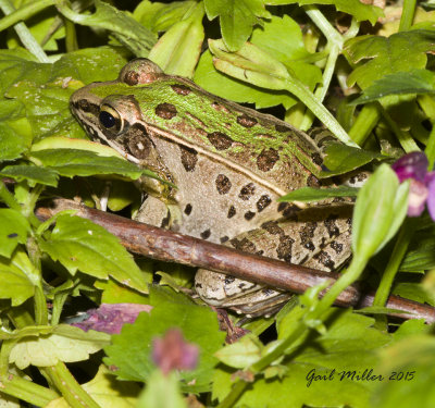 Southern Leopard Frog