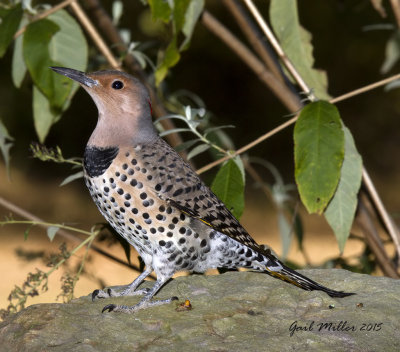 Northern Flicker, female