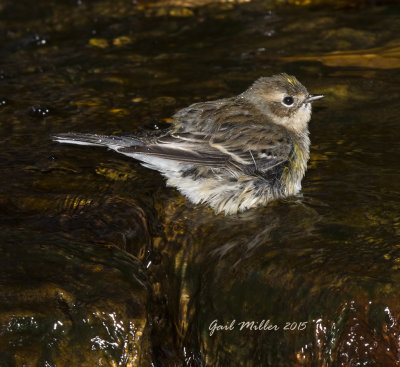 Yellow-rumped Warbler