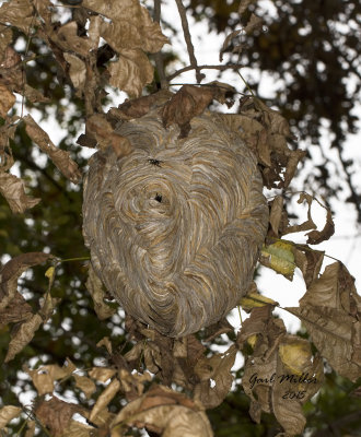 Hornet's nest, a little big larger than a basketball. 
