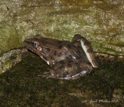 Southern Leopard Frog