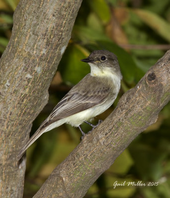 Eastern Phoebe