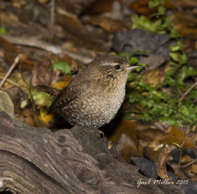 Winter Wren at 'home', new yard bird for me. 