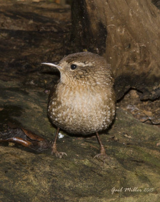 Winter Wren at 'home', new yard bird for me. 