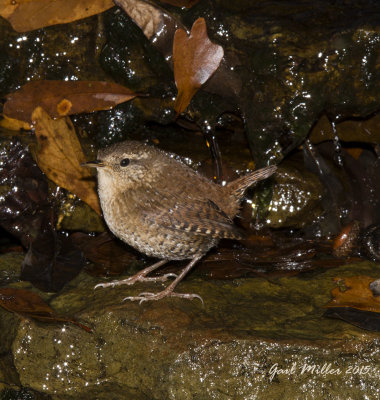 Winter Wren at 'home', new yard bird for me. 