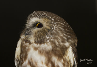 Northern Saw-whet Owl, captured and banded at the Ozark Natural Science Center in Huntsville, Madison County, Arkansas 