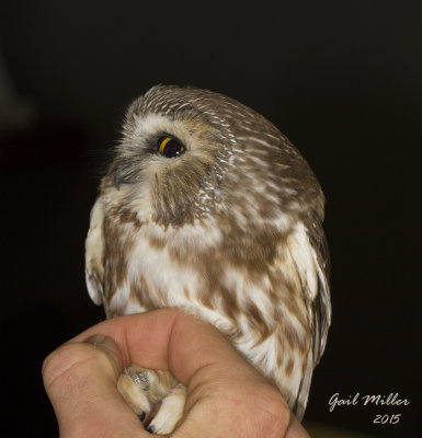 Northern Saw-whet Owl, captured and banded at the Ozark Natural Science Center in Huntsville, Madison County, Arkansas 