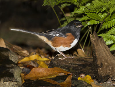 Male Eastern Towhee at my water feature in the yard. 