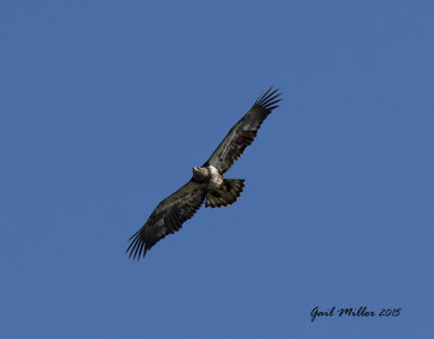 Juvenile Bald Eagle at Beaverfork Lake, Conway (Faulkner Co.) AR