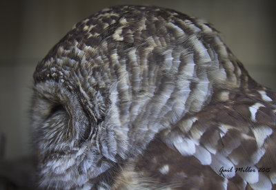 Barred owl with a head injury that I helped shuttle to Raptor Rehab of Central Arkansas.