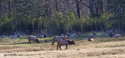 Elk in Boxley Valley; Ponca, Arkansas