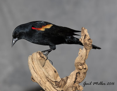 Red-winged Blackbird