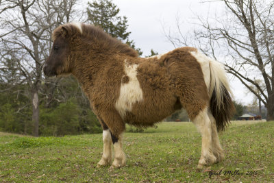 Neighbor's pony