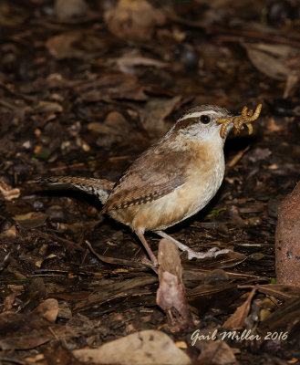 I think five mealworms is all she can carry.  Carolina Wren feeding her babies. 