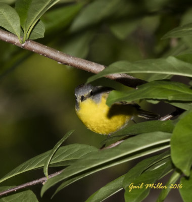 Nashville Warbler, Note Rufous crown patch on top of its head. 