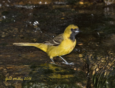 First summer male Orchard Oriole