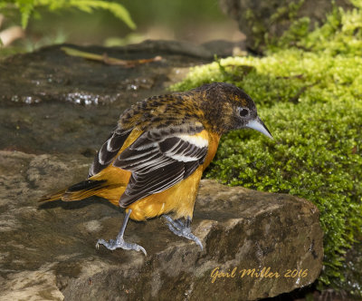 Baltimore Oriole 