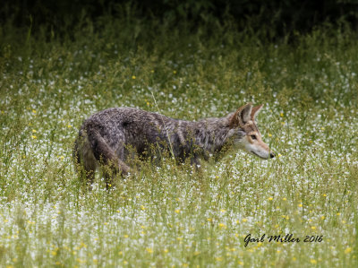 Coyote
Photo taken on my property, from the playhouse in front of my water feature.  About 75 yards out. 