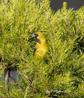 Orchard Oriole, first year male
Schlumberger; Mayor Lane and Whitten Road, Conway, AR