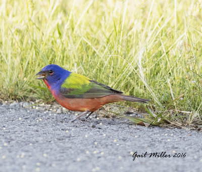 Painted Bunting, male
Schlumberger; Mayor Lane and Whitten Road, Conway, AR
