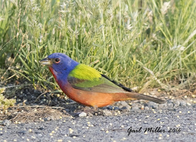 Painted Bunting, male
Schlumberger; Mayor Lane and Whitten Road, Conway, AR