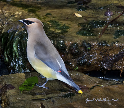 Cedar Waxwing