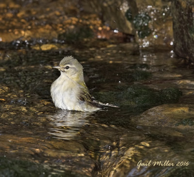 Tennessee Warbler